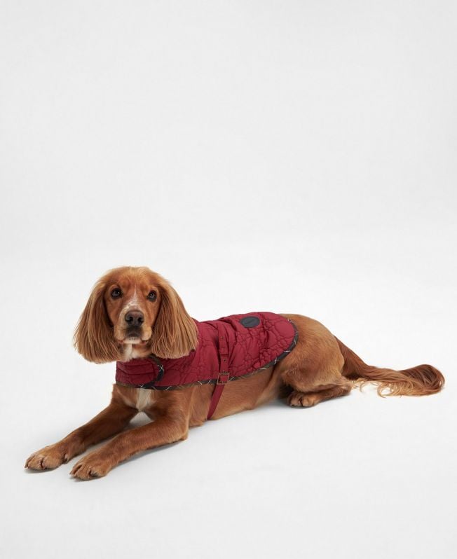 casaco acolchoado para cães com ossinhos.