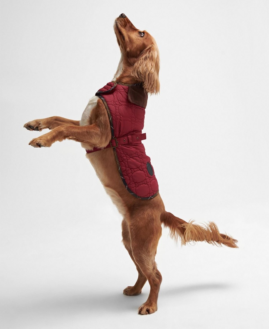 casaco acolchoado para cães com ossinhos.