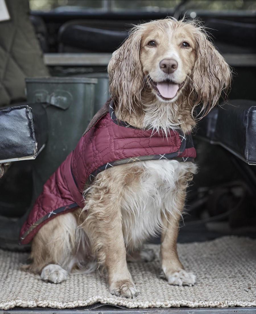 casaco acolchoado para cães com ossinhos.