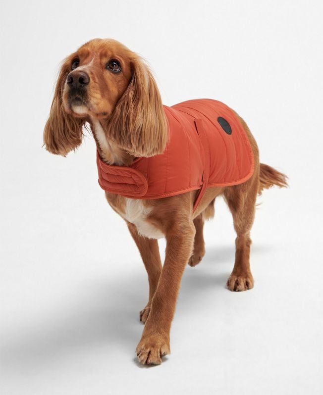 casaco acolchoado para cães