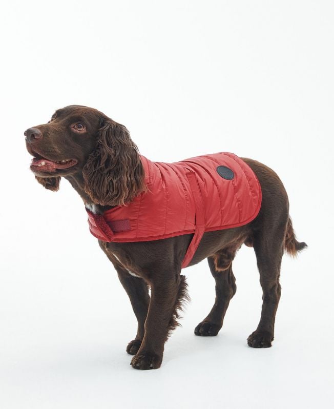 casaco acolchoado para cães