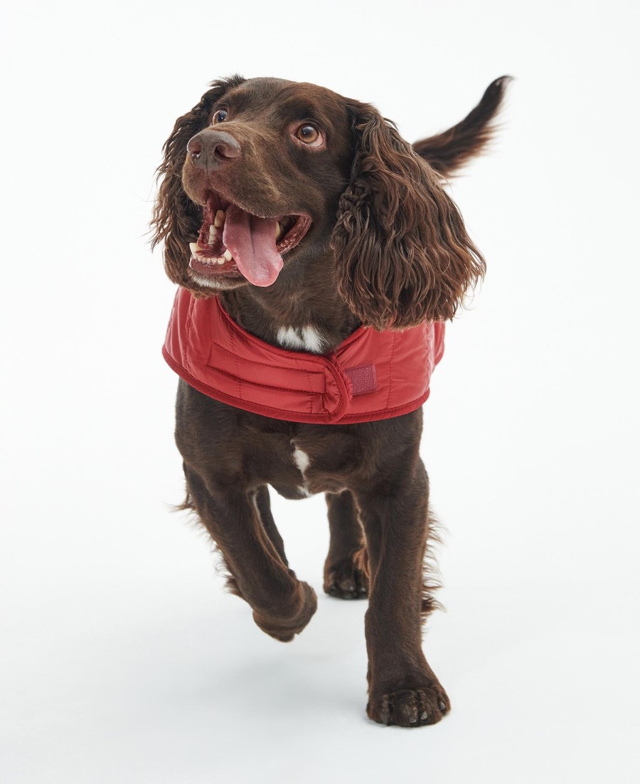 casaco acolchoado para cães