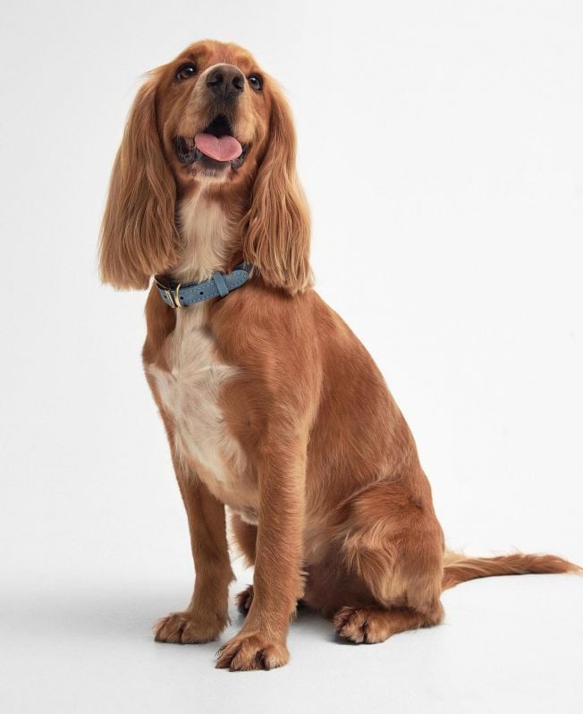 coleira de couro para cães