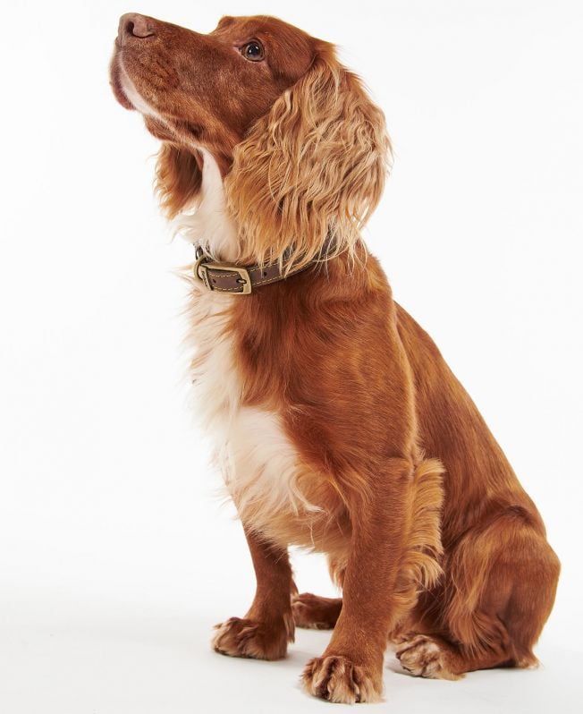 coleira de couro para cães