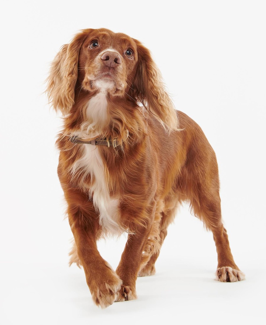 coleira de couro para cães