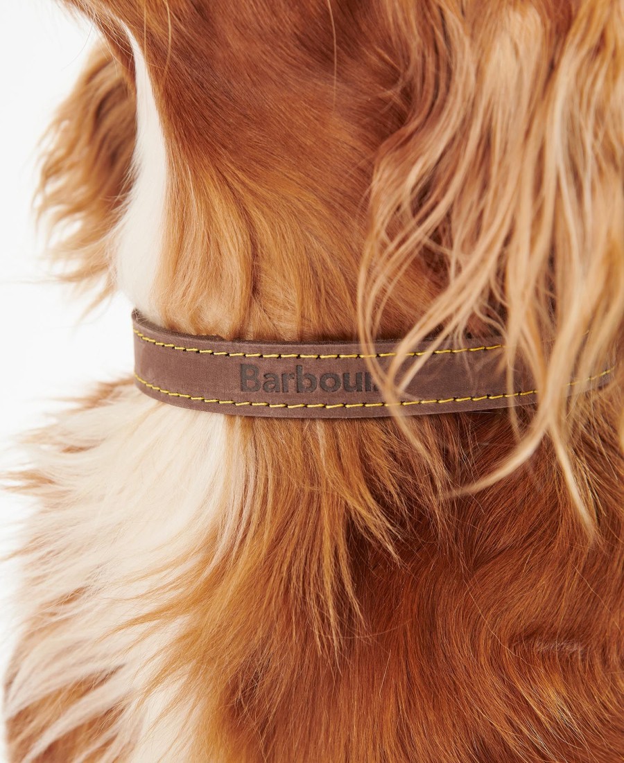 coleira de couro para cães
