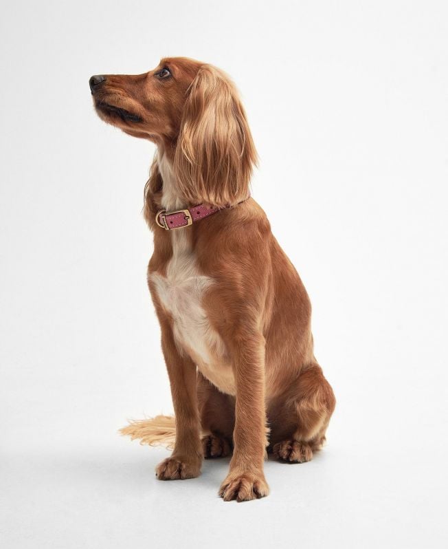 coleira de couro para cães