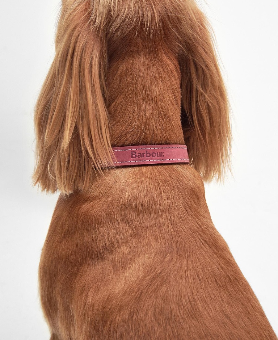 coleira de couro para cães