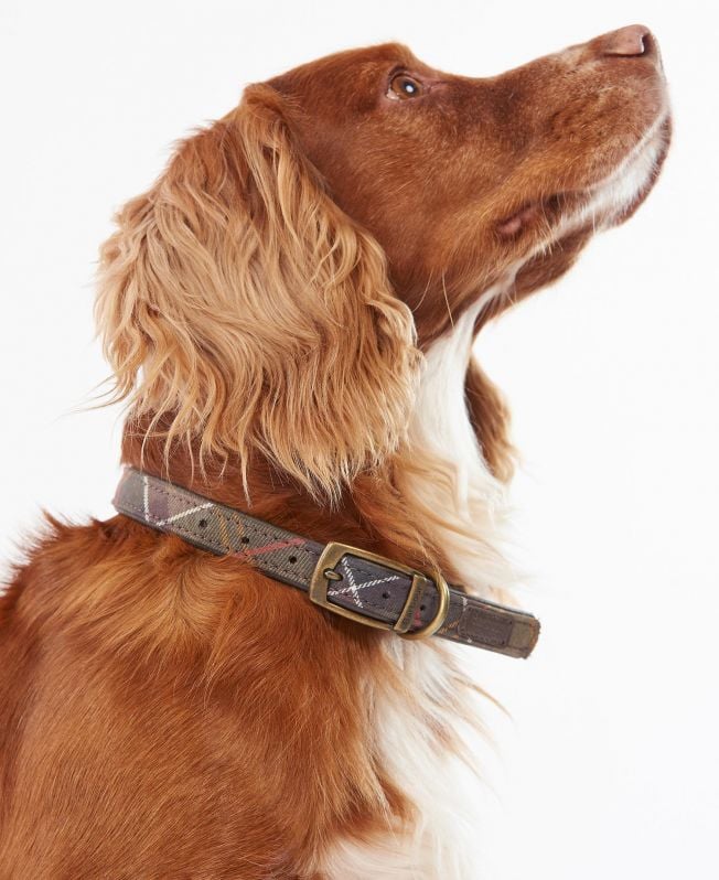 coleira xadrez para cães