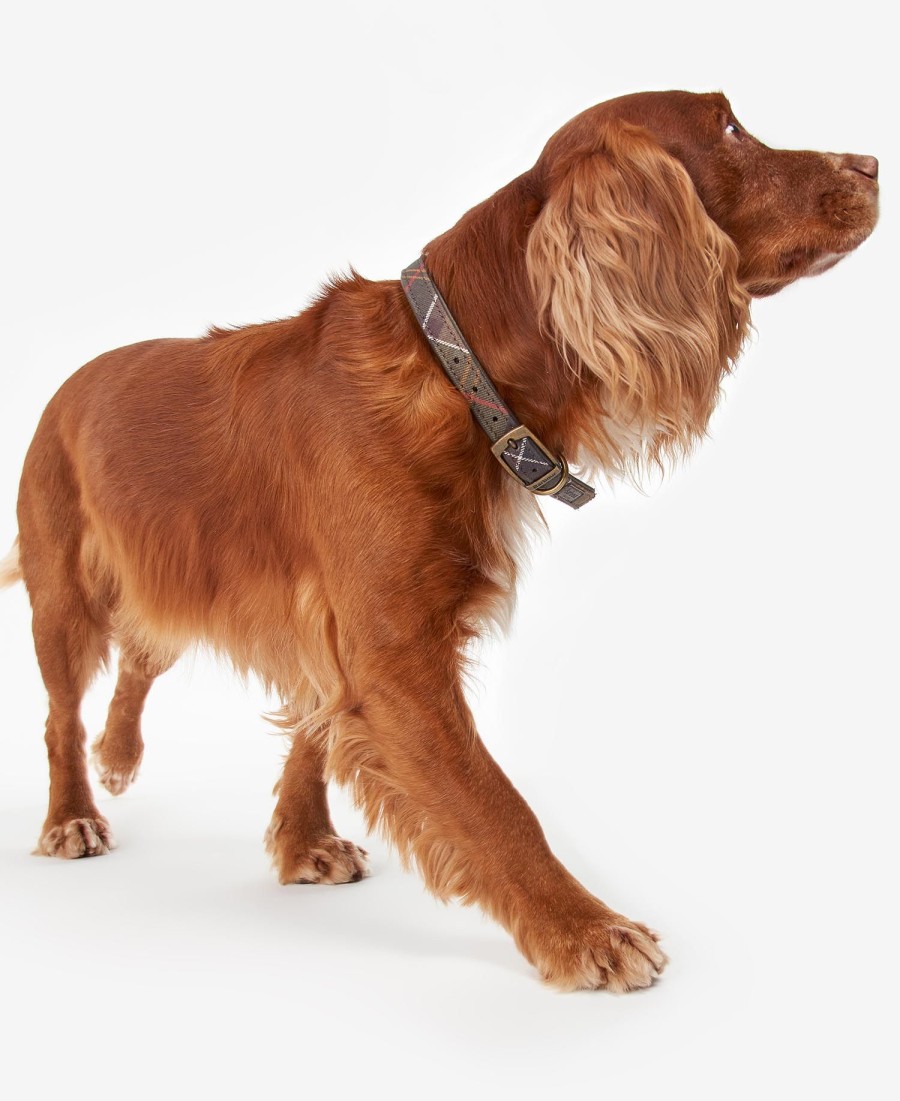 coleira xadrez para cães