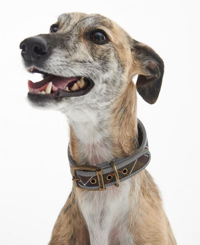 coleira comfort lurcher para cães