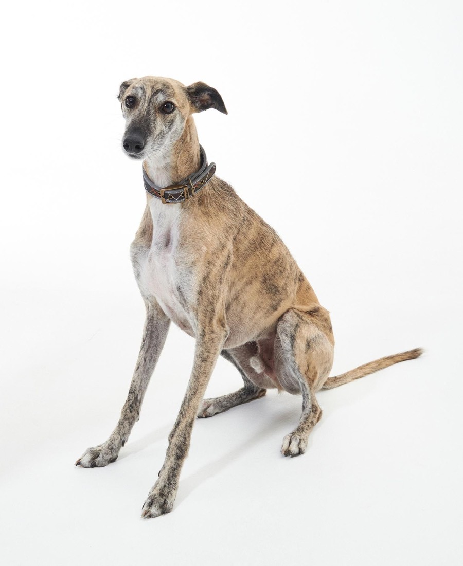 coleira comfort lurcher para cães