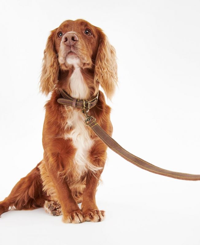 guia de couro para cães
