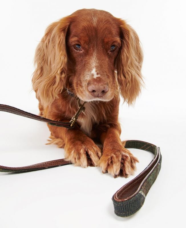 guia xadrez para cães
