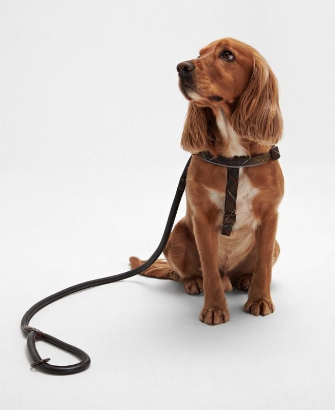 guia de couro para cães